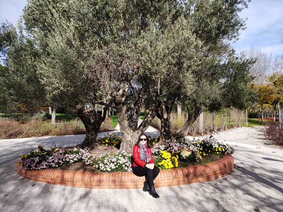 Juan Carlos I Park. Olive trees and Irina